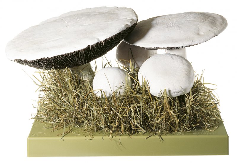 Agaricus campestris