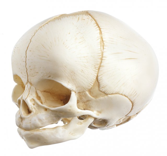 Cráneo artificial de neonato
