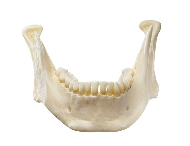 Mandible