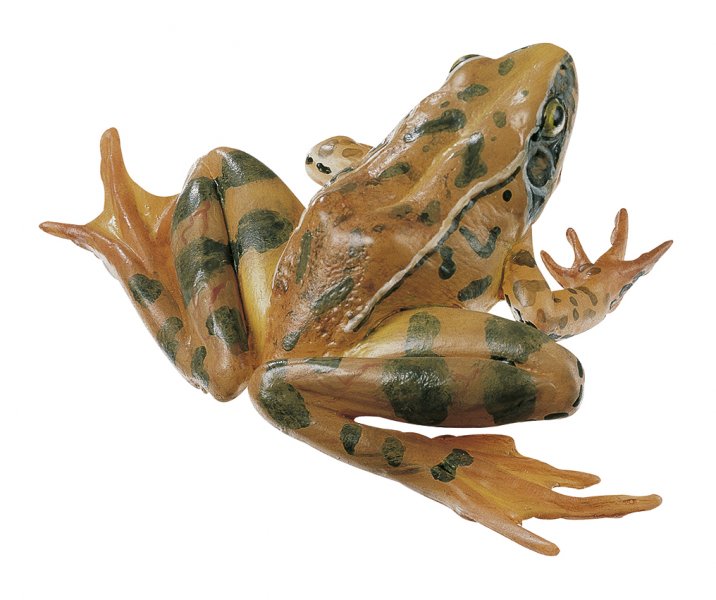 Rana dalmatina