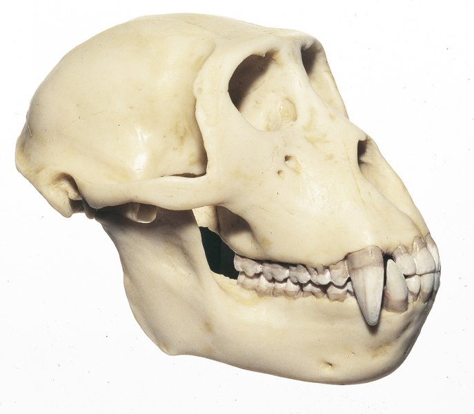 Cráneo de mono Rhesus