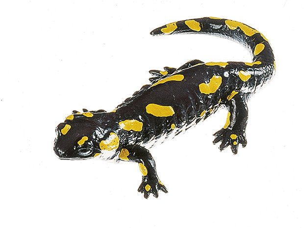 Spotted Fire Salamander