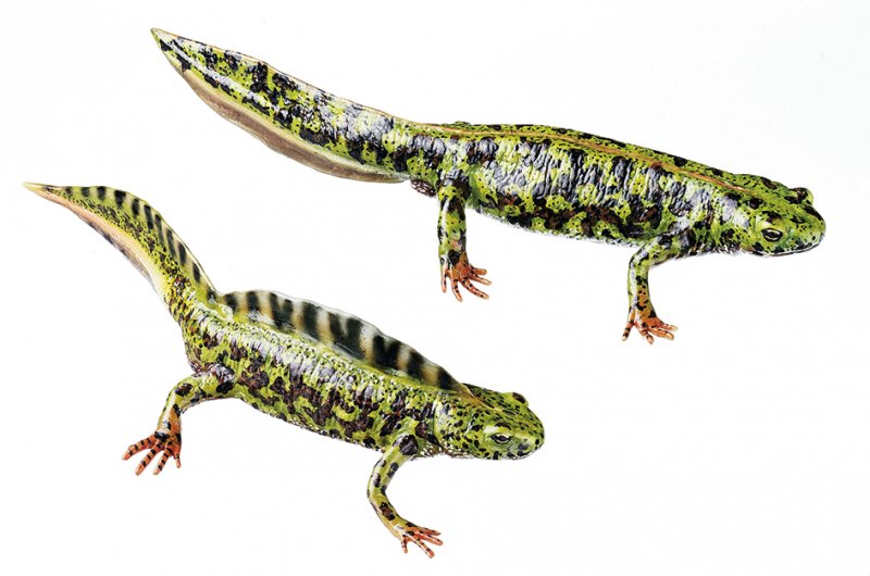 Triturus marmoratus