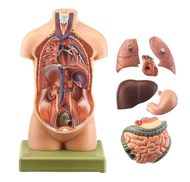 Small Torso of Young Man without Head (AS 20/4) · Anatomy models