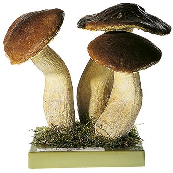 Boletus edulis