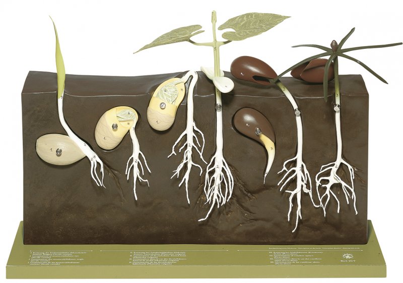 Modèle de germination