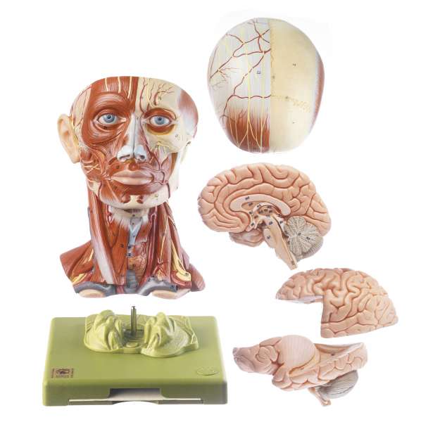 SOMSO Median Section of the Head – GTSimulators.com