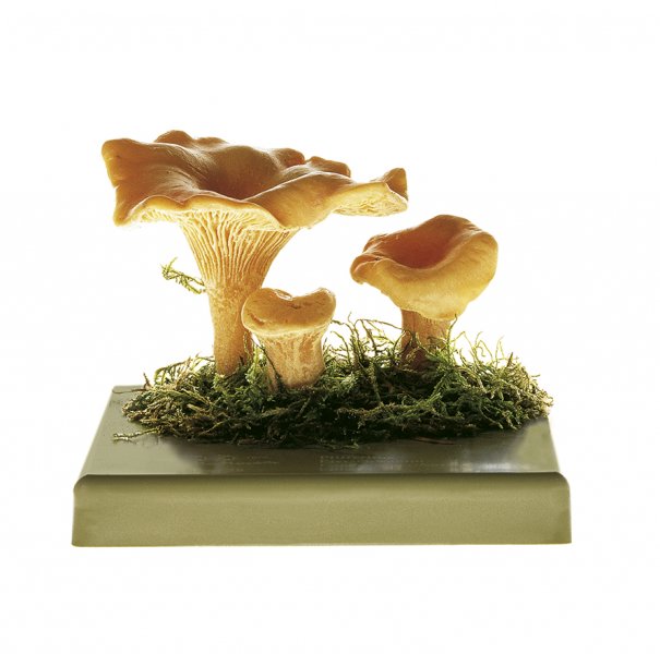 Chanterelle/girolle