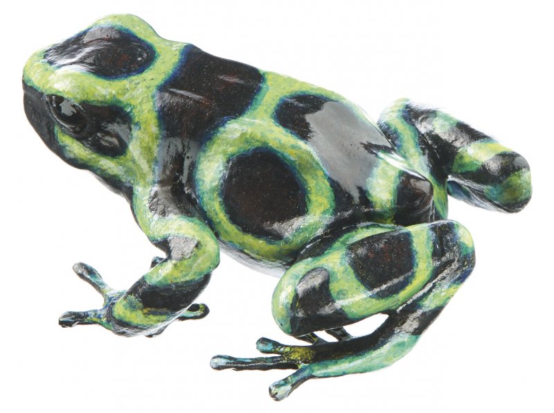 Green and Black Poison Dart Frog