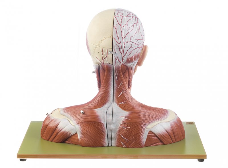 Head and Neck (BS 3) · Anatomy models SOMSO®