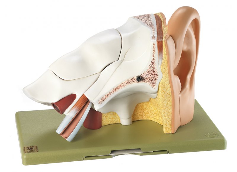Organo dell'udito con padiglione auricolare