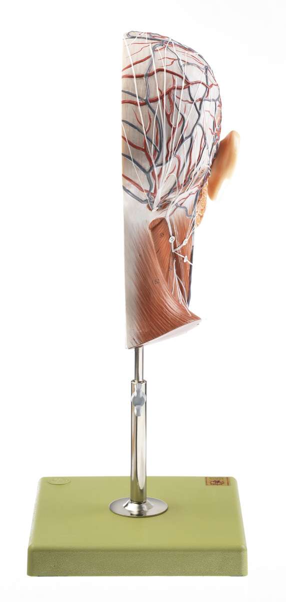 Model of the Head (BS 9) · Anatomy models | SOMSO®