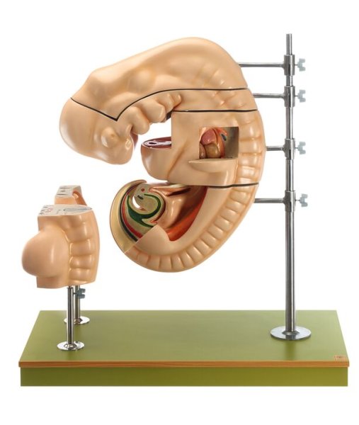 Model of a human embryo (length 6.8 mm)