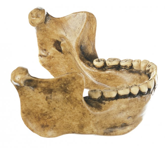 Mandibule de Mauer d’Homo heidelbergensis