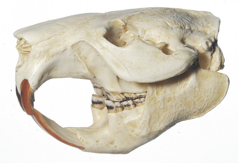 Cranio di castoro