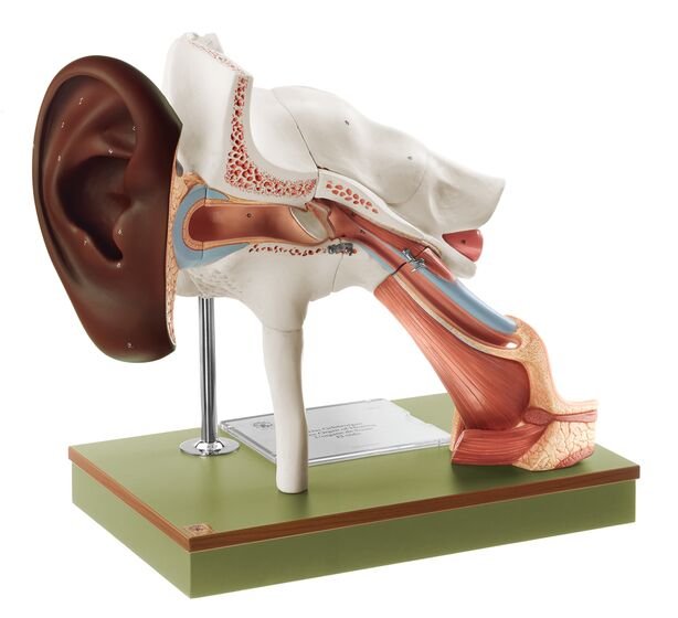 Organe auditif avec pavillon de l'oreille