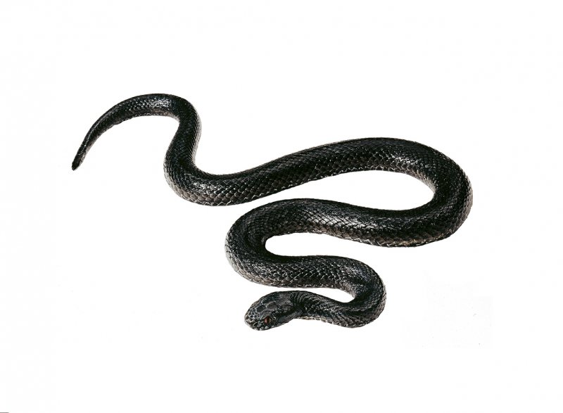 Common Viper