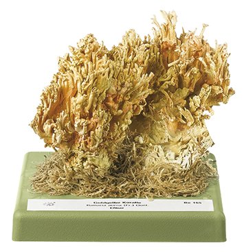 Ramaria aurea