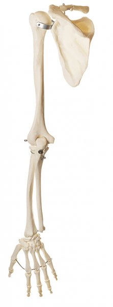 Esqueleto del brazo con cintura escapular