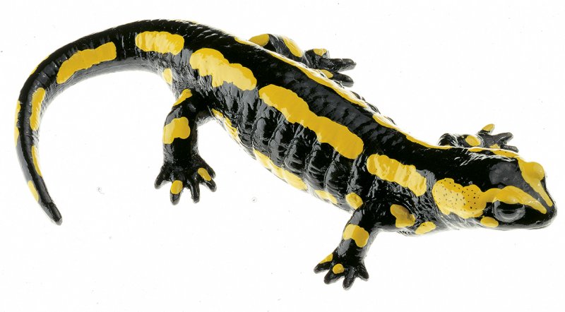 Salamandra común bandeada