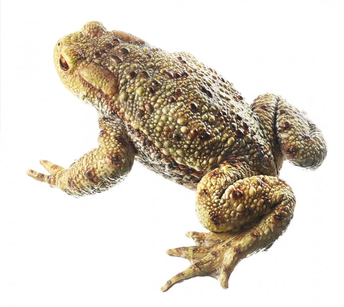 Crapaud commun, mâle