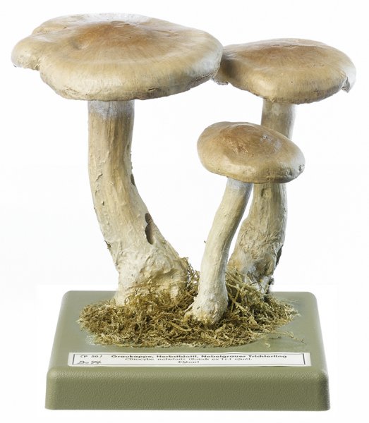 Clouded Funnel Mushroom