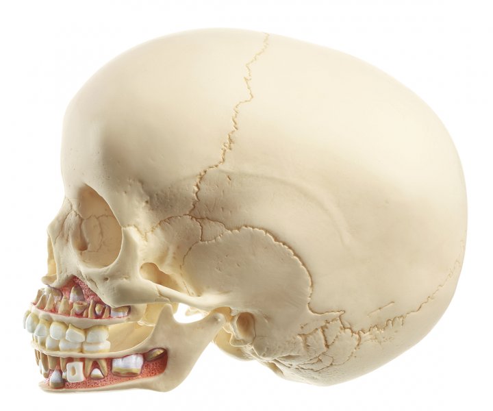 Cranio artificiale di bambino (circa 6 anni)