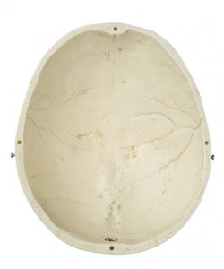 Bóveda craneana Bóveda craneana