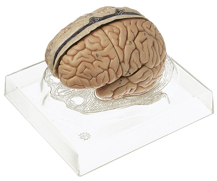Modello di cervello