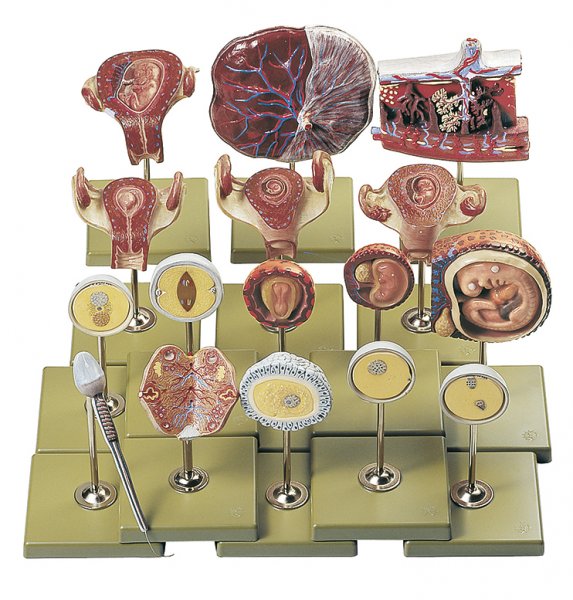 Fertilization and Development of the Human Ovum up to the 3rd Month Shown by 16 models