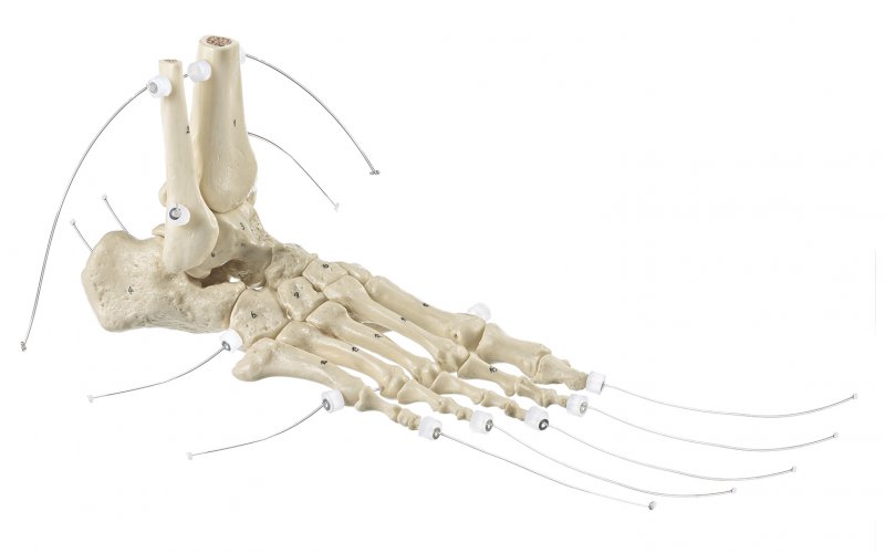 Esqueleto del pie (montaje con nailon)