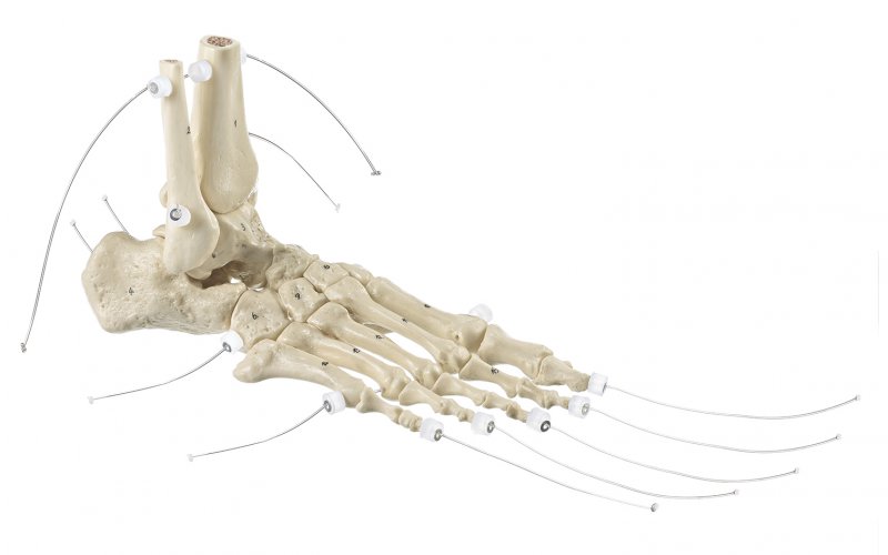 Scheletro del piede destro