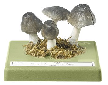 Tricholoma terreum