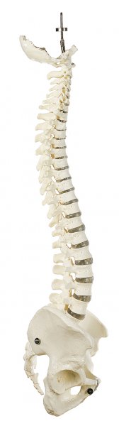 Columna vertebral con pelvis