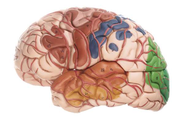 Brain with Arteries, Falx cerebri and indicated