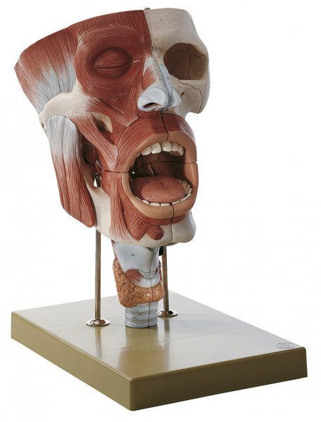 Cavities of Nose, Mouth, and Throat with Larynx