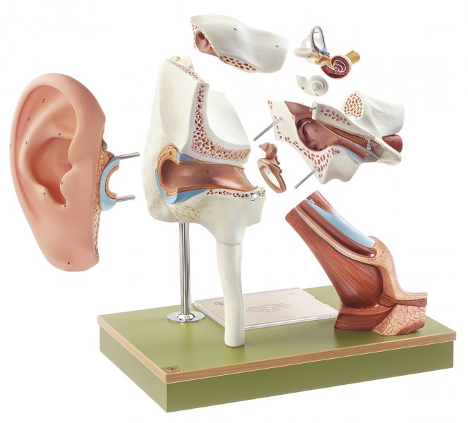 Ear with Pinna (DS 1) · Anatomy models SOMSO®