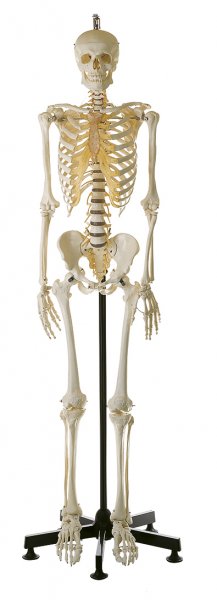 Artificial Human Skeleton