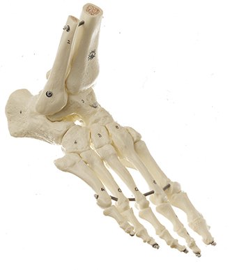 Esqueleto del pie (montaje elástico)