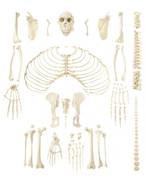 Raccolta di ossa tipiche di scimpanze