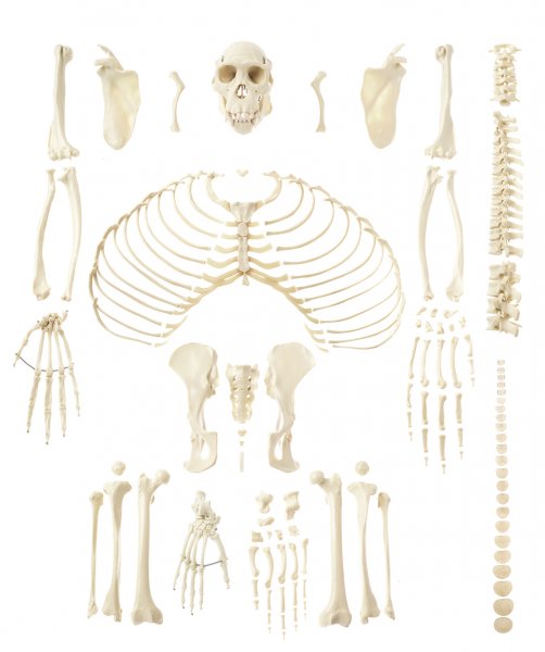 Künstliches Schimpansenskelett