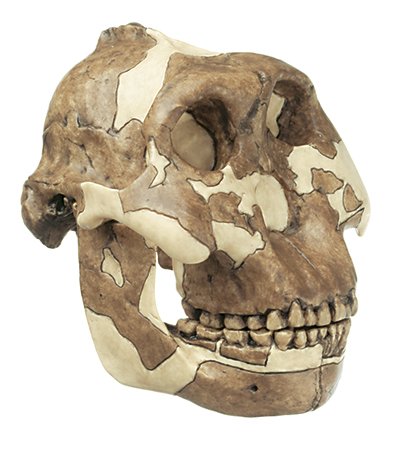 Reconstrucción de cráneo de Paranthropus boisei