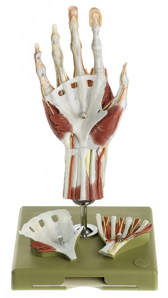 Modèle chirurgical de la main (caractérisation didactique par différentes couleurs)