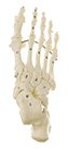 Esqueleto del pie (montaje con alambre)