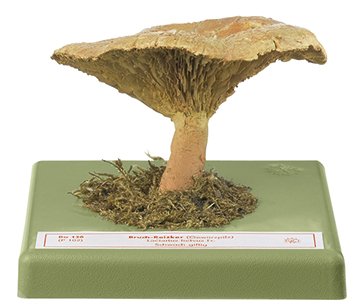 Fenugreek Milkcap