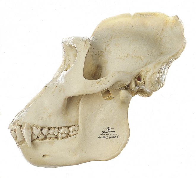 Cráneo de gorila