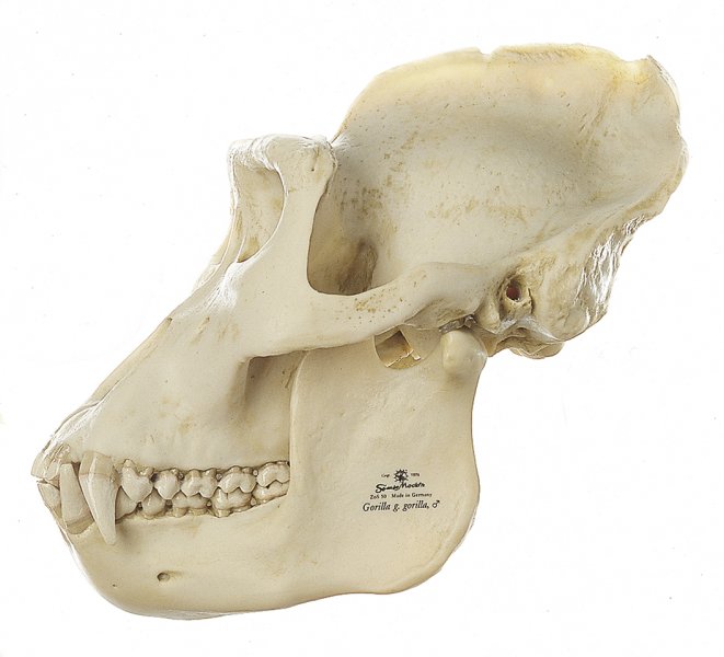 Gorilla Skull