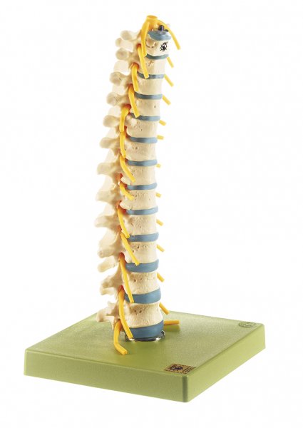 Columna vertebral torácica