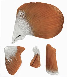 Complementary set - Masticatory Muscles for the 14- and 18-part skull models