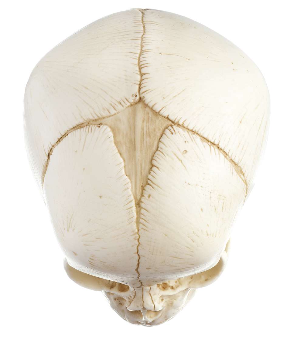 Artificial Skull of a Newborn (QS 3/E) · Anatomy models | SOMSO®